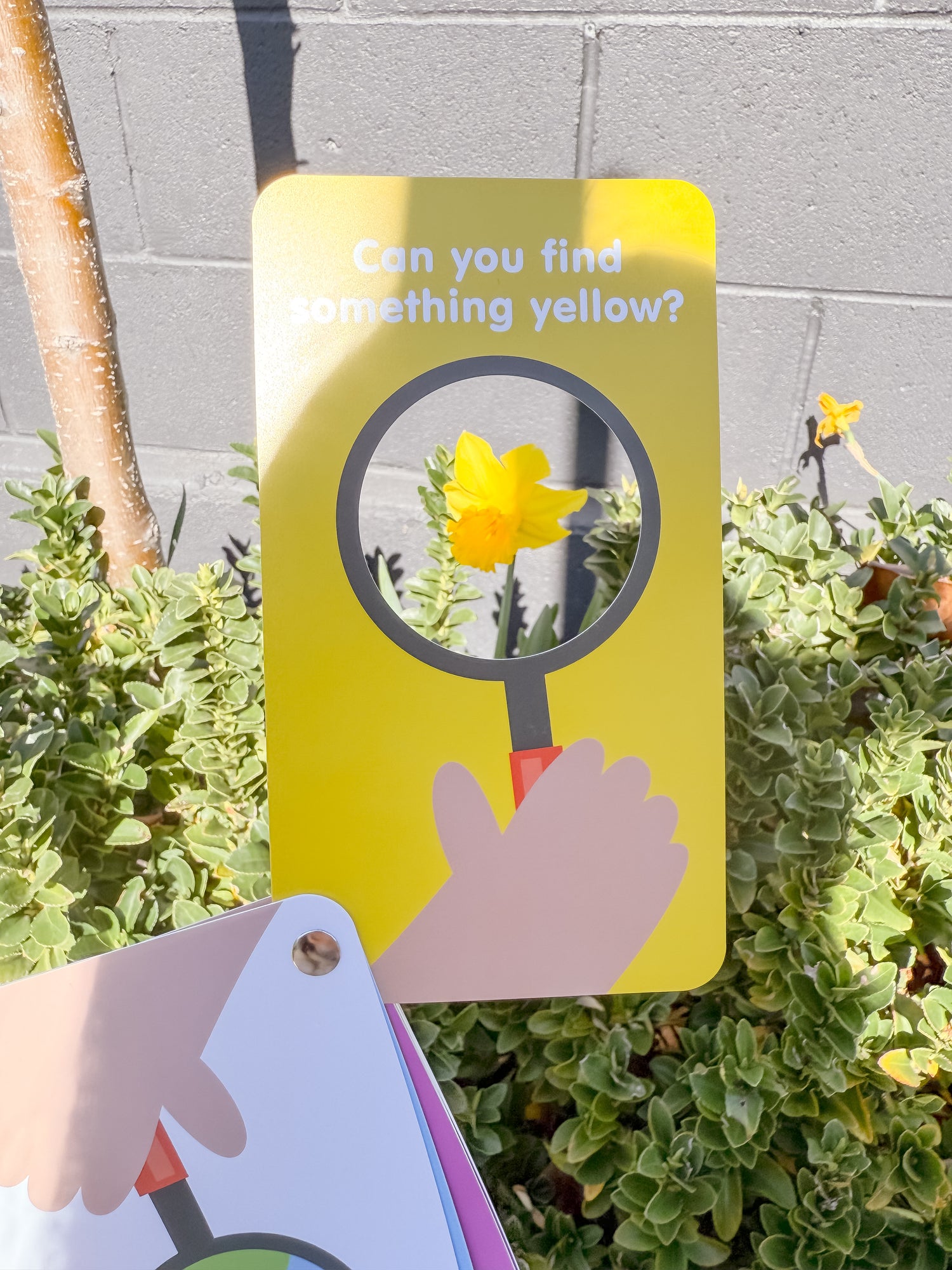 Curious Columbus Flashcards &amp; Magnetic Colours and Shapes – 26 Piece Learning Set